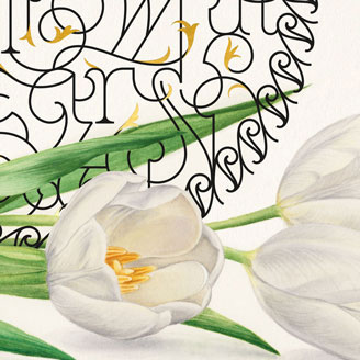 The Shades of Love - Love Lost Tulip Redcurrant Watercolor Botanical Illustration Shop Artprint Wall Art Poster Design