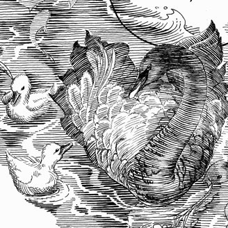 Swan Lake Illustration Engraving Elegant Black Swan Handdrawn Tchaikovsky Ballet Poster