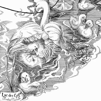 Swan Lake Illustration Engraving Pen and Ink Drawing Mother and Cygnes in a Pond